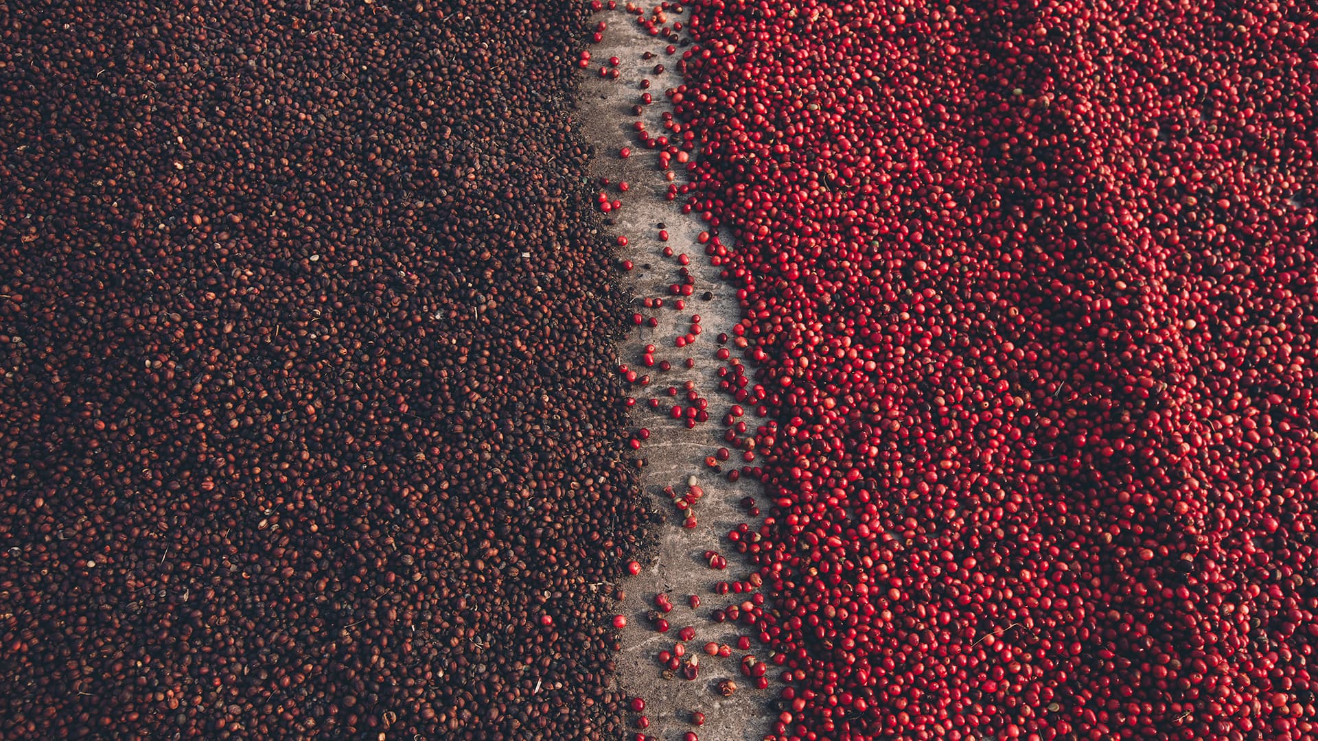 Explorando as Diferenças entre Cafés Arábica e Robusta