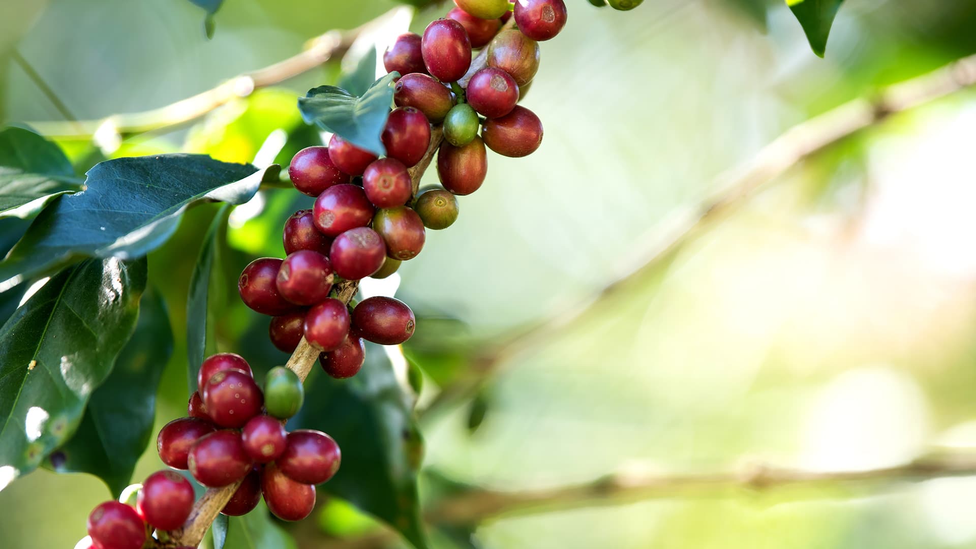 Desvendando os Segredos dos Cafés Tradicionais, Gourmet, Especiais e Microlotes