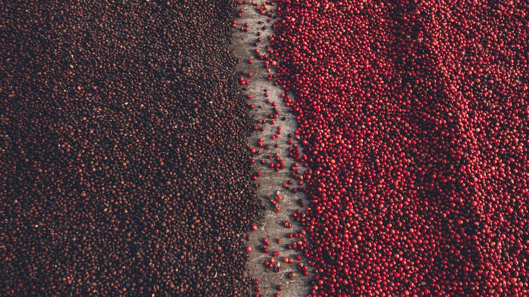 Explorando as Diferenças entre Cafés Arábica e Robusta