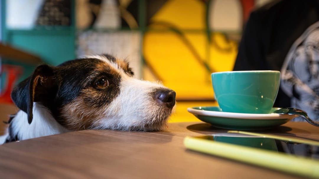 Cafeterias Pet Friendly em São Paulo: Café Especial com seu Cão