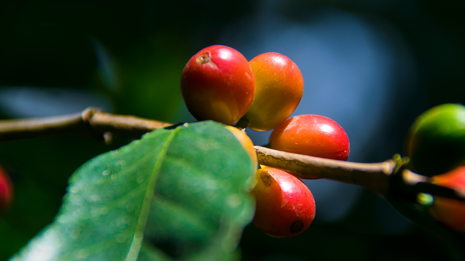 Cerejas de café arábica maduras no pé — a origem rastreável do café especial
