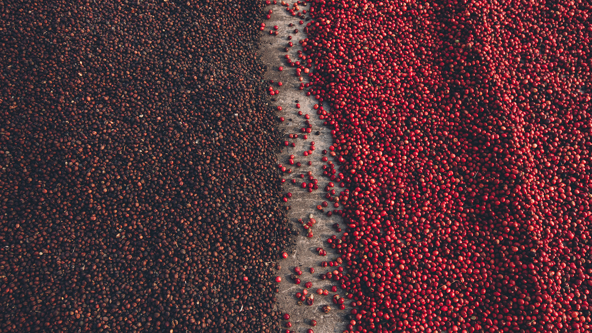 Explorando as Diferenças entre Cafés Arábica e Robusta